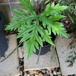 Doryopteris concolor Blatt