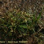 Cyperus flavescens Yeri