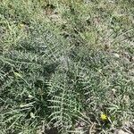 Cynara humilis Habit