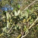 Smilax laurifolia Fuelha