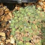 Draba ossetica Hoja