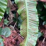 Asplenium scolopendrium Фрукт