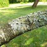 Betula pendula خشب