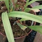 Maxillaria variabilis Liść