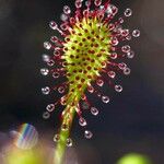 Drosera intermedia Lapas