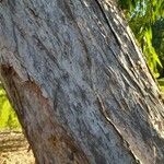 Melaleuca alternifolia Bark