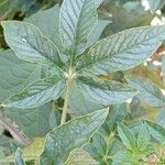 Cleome houtteana Feuille