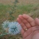 Echinops sphaerocephalusKvět