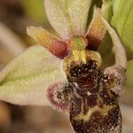 Ophrys bombyliflora x Ophrys scolopax