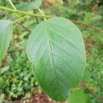 Frangula alnus Leaf