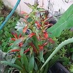 Tillandsia leiboldiana Flower