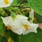 Solanum aethiopicum Floare