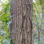Hovenia dulcis Coajă