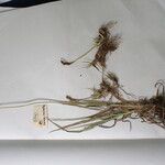 Carex uncinioides 整株植物