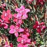 Dianthus deltoides Цвят