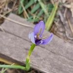 Herbertia lahue Lorea