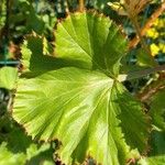 Pelargonium × hybridum Leaf