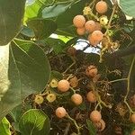 Cordia myxa Fruit