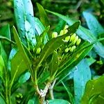 Pavetta lanceolata Floare