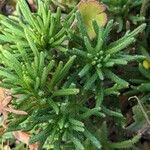 Sesamoides pygmaea Likasa