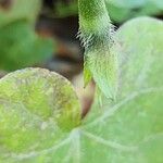 Ipomoea tricolor Frucht