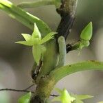 Angraecum cilaosianum 树皮