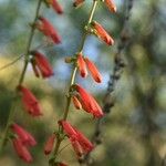 Penstemon eatonii Цвят