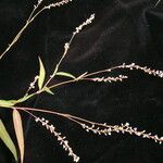 Persicaria pubescens 形态
