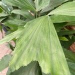 Caryota mitis Leaf