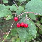 Viburnum trilobumFruitua