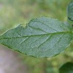 Cotoneaster obscurus Otro