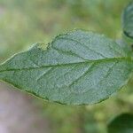 Cotoneaster obscurus Leaf