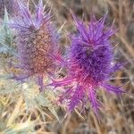 Eryngium leavenworthii 花