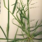 Panicum dichotomiflorum Other