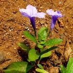 Ruellia tuberosa عادت داشتن