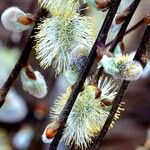 Salix atrocinerea Autre