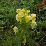 Pedicularis hoffmeisteri Habitus