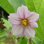 Solanum melongena Flor