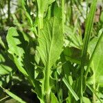 Barbarea stricta Leaf