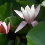 Nymphaea alba Flower