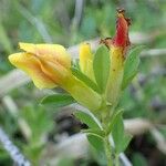 Argyrolobium biebersteinii Flower