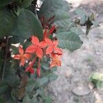 Ixora finlaysonianaFlower