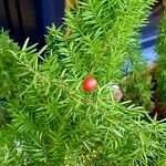 Asparagus densiflorus Fruit