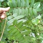 Sorbus aucupariaЛист