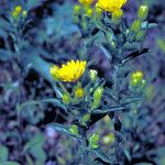 Chrysopsis mariana Flower