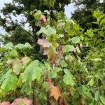 Dombeya cacuminum Habit