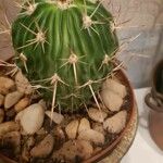 Stenocactus multicostatus Hoja