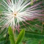 Calliandra selloi Blüte