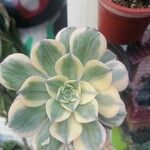 Aeonium decorumFolha