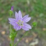 Claytonia sibirica Λουλούδι